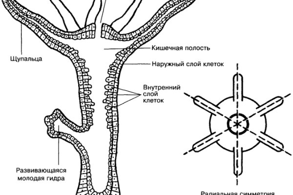 Kraken даркнет рынок