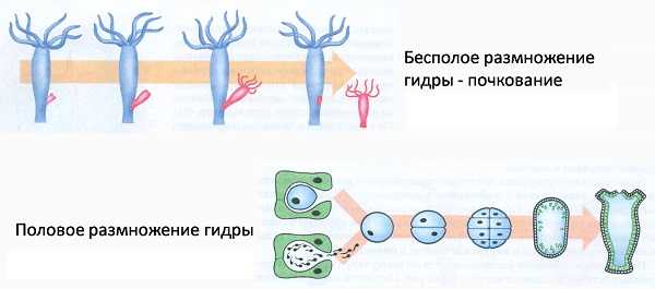 Актуальная ссылка на кракен